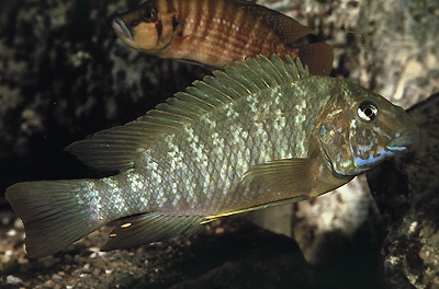 Petrochromis macrognathus